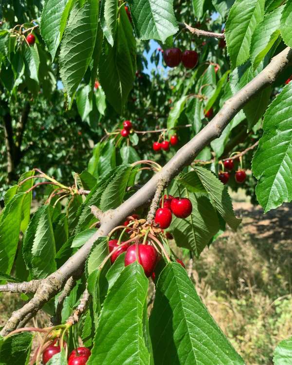 © Eh Cherry, La Cerise de Bessenay